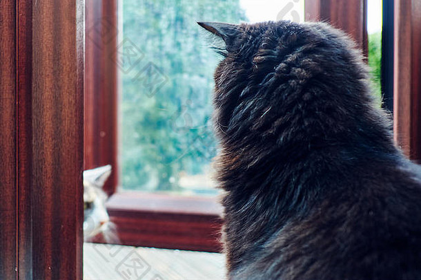 黑猫坐着看着温室的门，决定是否冒雨出<strong>去</strong>