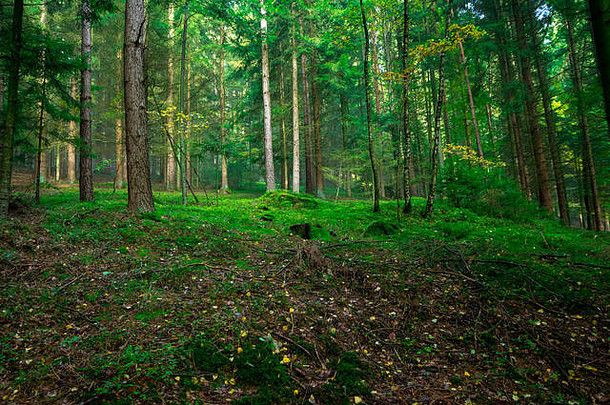 巴伐利亚森林中的绿树