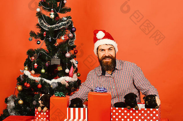 戴圣诞帽的男人和小狗玩耍。一个面容开朗的人打开红色背景的礼物盒。圣诞树旁的圣诞老人和小狗。狗年概念。