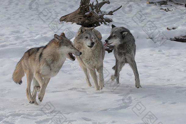 三D狩猎场的狼群