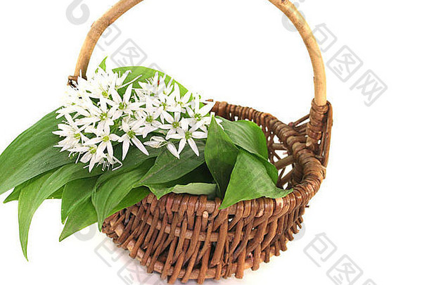 篮子里放着新鲜的野生大蒜，白色背景上有花朵