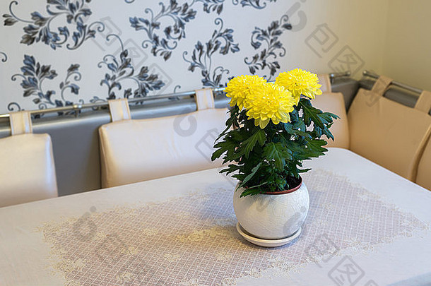 餐桌上的花盆里有美丽的菊花
