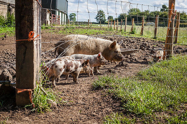 新生的小猪在泥泞中围着围栏跑