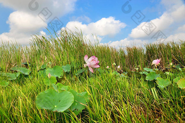 纸草和莲花沼泽的水生植物