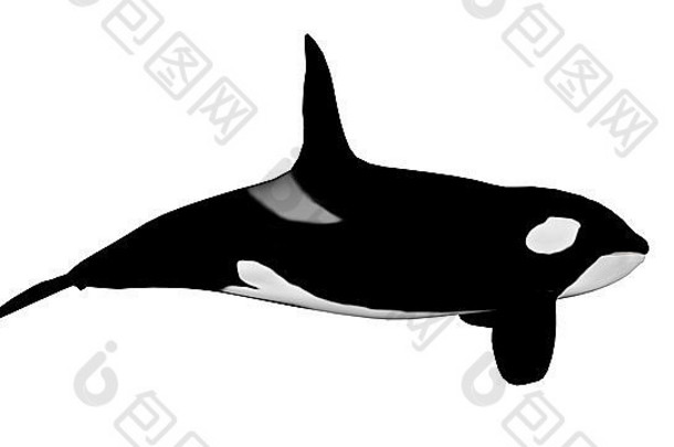 杀手鲸鱼孤立的白色背景渲染