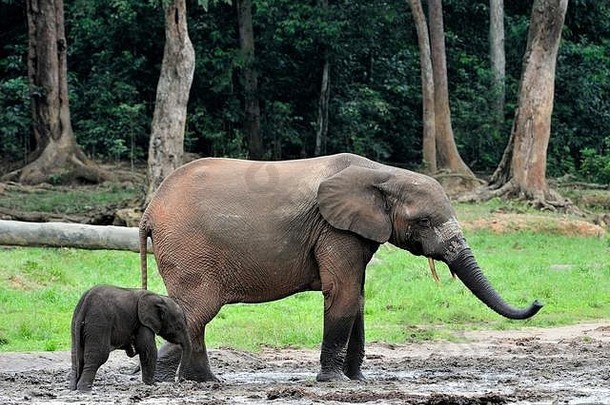 大象小腿大象牛非洲森林大象学名Loxodonta非洲cyclotis迪扬加生理盐水森林清算中央非洲