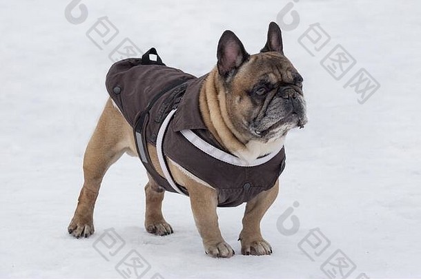 穿着漂亮宠物服装的可爱法国斗牛犬站在冬季公园里。宠物。纯种狗。