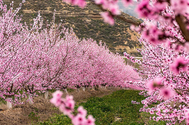 桃树成行的田野。日出时，树枝上开满了娇嫩的粉红色花朵。和平的气氛。神秘的艾托纳，阿尔皮塔特。