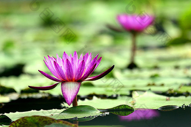 水上紫莲花