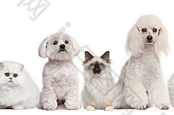 一群猫狗坐在白色背景前