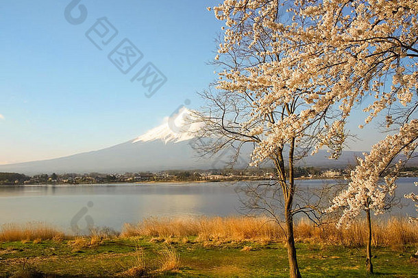 富士山和川口子湖的樱花