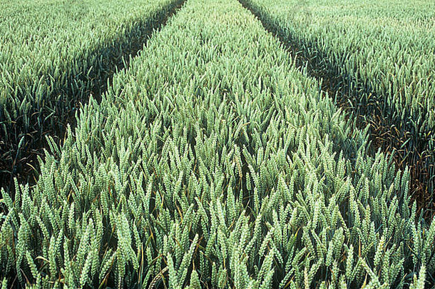 初夏，小麦或普通小麦的头和茎呈白绿色，拖拉机牵引绳逐渐后退