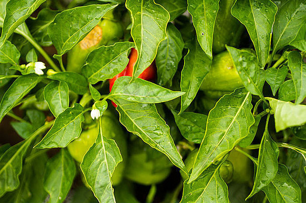 在有机蔬菜园里种植辣椒。
