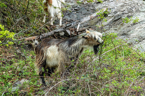 保加利亚荒野或罗多普山上的一群山山羊