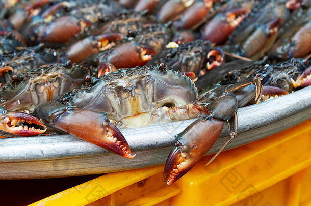 在当地市场，出售的螃蟹排在托盘里