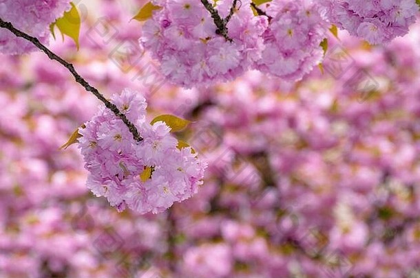 开花樱花树背景美妙的粉红色的花分支机构春天
