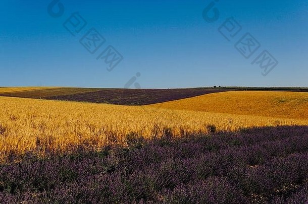 <strong>紫色</strong>薰衣草和成熟的黄色小麦收获的花朵