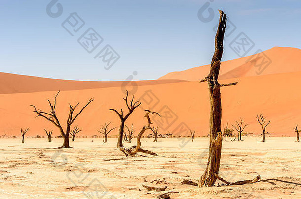 非洲纳米比亚沙漠死谷死相思
