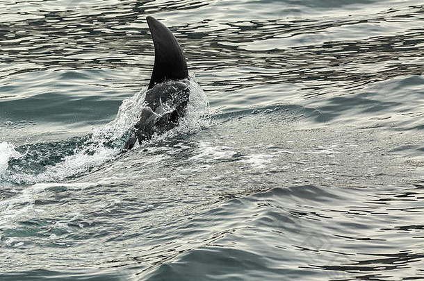 杀手鲸鱼orcinus虎鲸太平洋海洋水区域堪察加半岛半岛