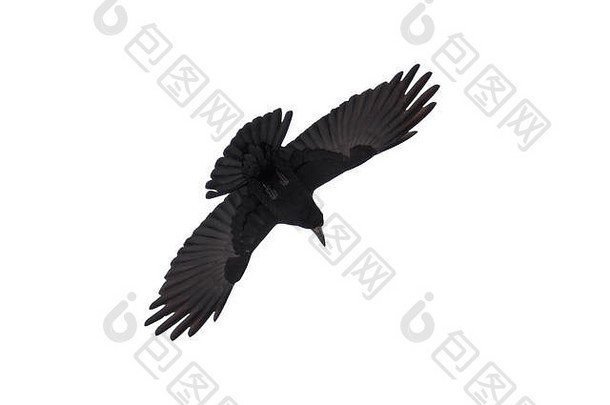 优雅的乌鸦在白色背景下展翅飞翔