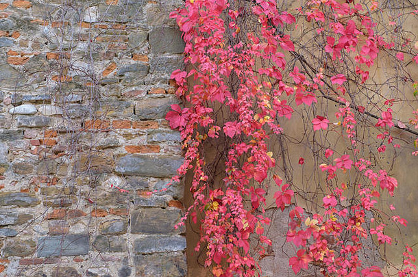 一堵墙上挂满了从上到下的绿色和红色葡萄叶。佛罗伦萨意大利