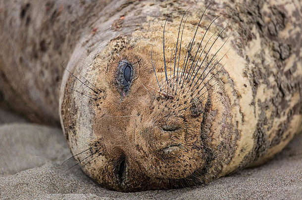 加利福尼亚州特立尼达附近的海滩上，一只北方象海豹在休息。科洛图片。