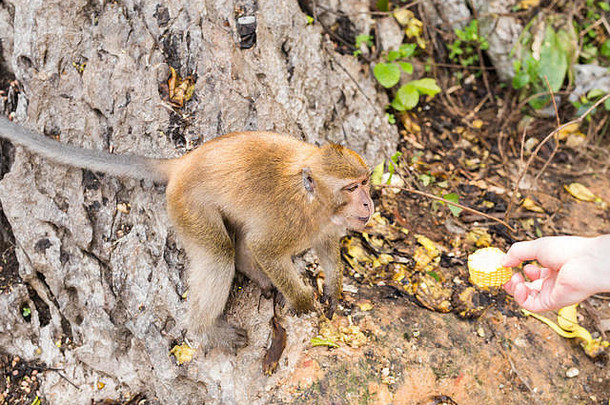 猴子坐着吃<strong>香蕉</strong>