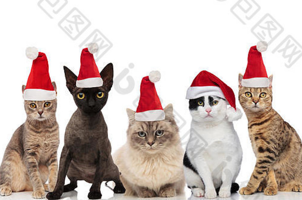 团队可爱的猫穿圣诞老人帽子坐着站白色背景