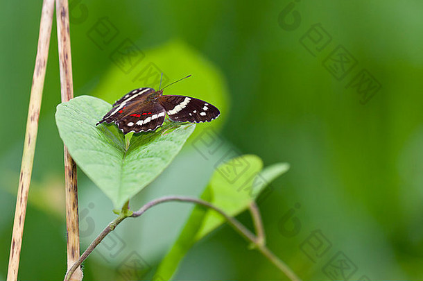 伯利兹一只条纹孔雀蝴蝶的特写镜头，它栖息在一片绿叶上，背景模糊，生机勃勃。