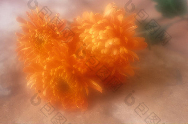 三朵深橙色菊花头躺在石头表面或窗台或窗台上的大气特写
