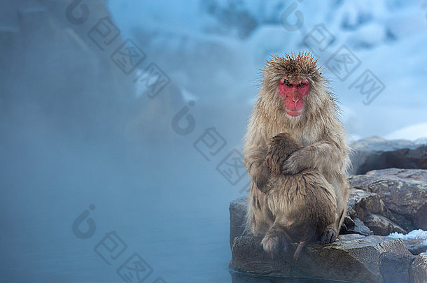 日本中野县温泉上的雪猴猕猴