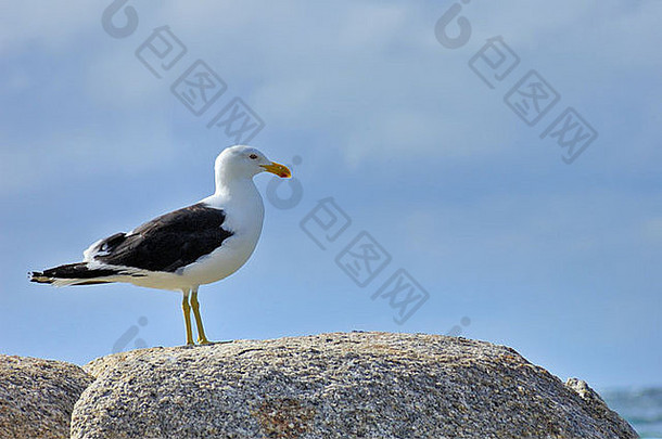 成年太平洋海鸥（太平洋Larus pacificus）站在岩石上。