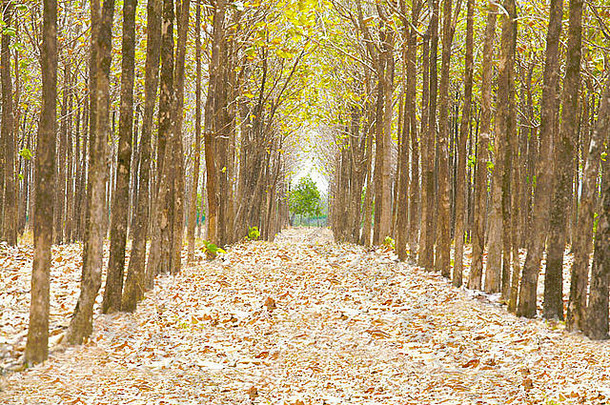 森林里满是落叶的小路。通往比这里更美好世界的道路。