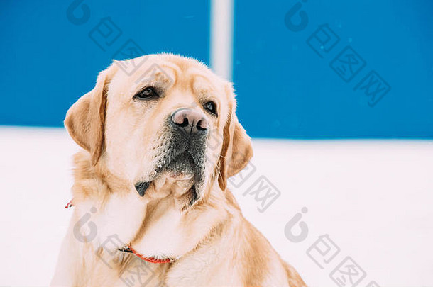 冬季户外拉布拉多犬的肖像。
