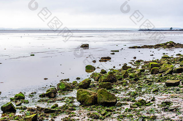 景观沉默野生无人居住的西北阿斯托里亚太平洋海岸天际线低潮岩石杂草丛生的藻类藻类洗