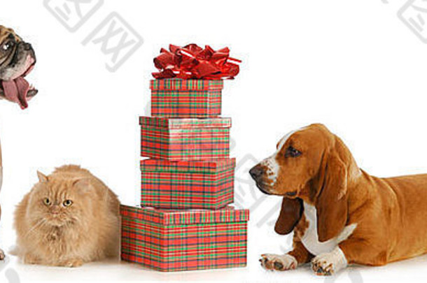 圣诞宠物——两只狗和一只猫坐在白色背景上孤立的一堆礼物旁边