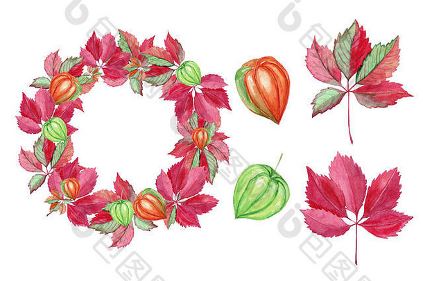 集秋天红色的叶子花环葡萄酸浆属水彩插图孤立的白色背景