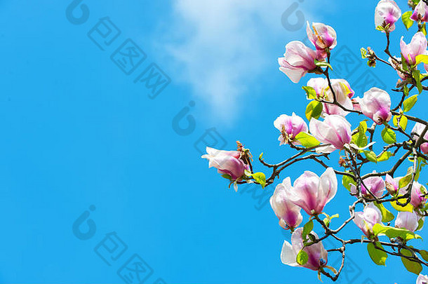 木兰树开花蓝色的天空花开花紫罗兰色的花瓣阳光明媚的一天春天季节概念布鲁姆开花开花自然美环境复制空间