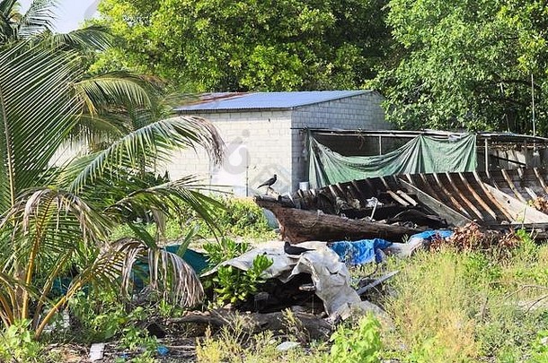 黑色的乌鸦被遗弃的木船阿里环礁马尔代夫
