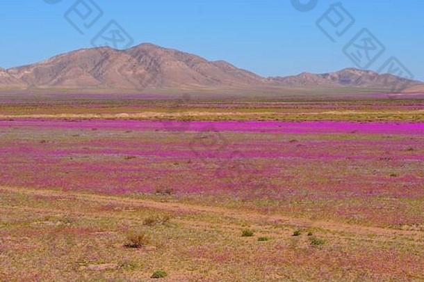 阿塔卡马沙漠覆盖流行野生花肉苁蓉开大花的帕塔南美低高度空中视图