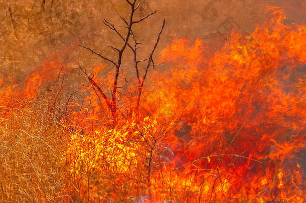 森林大火细节火焰草原澳大利亚内地危险的火灾干季节火背景