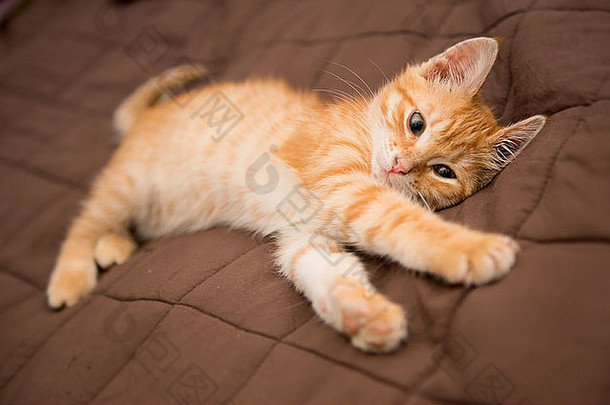 橙色小猫谎言床上