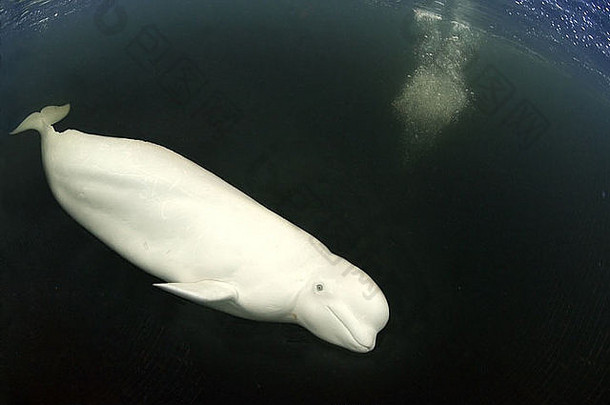 白白色鲸鱼delphinapterus莱夫卡斯岛北极俄罗斯卡累利耶白色海