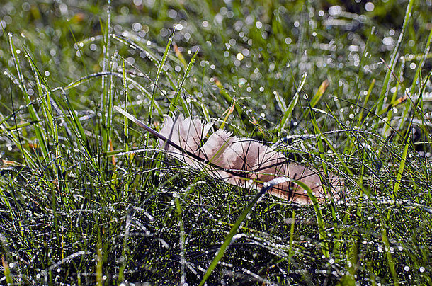 野生鸟祈祷鹰羽毛露湿的夏天时间草地草