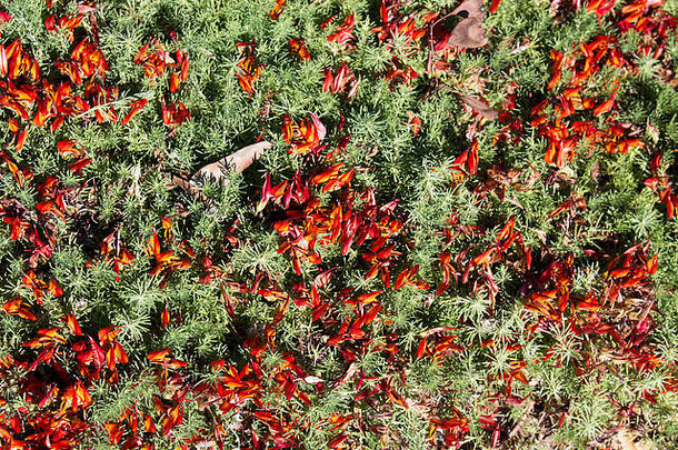 漂亮的红色的橙色莲花植物莲花maculatus哈代常年地面封面明亮的鹦鹉嘴形状的花朵春天夏天