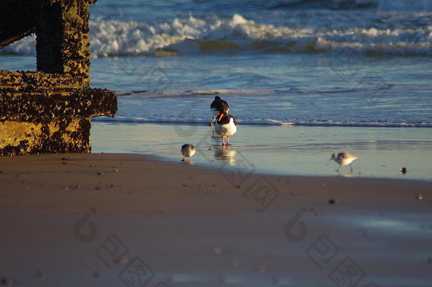 三趾鹬calidris阿尔芭越冬涉水滨喂养阿伯丁海滩早期早....苏格兰