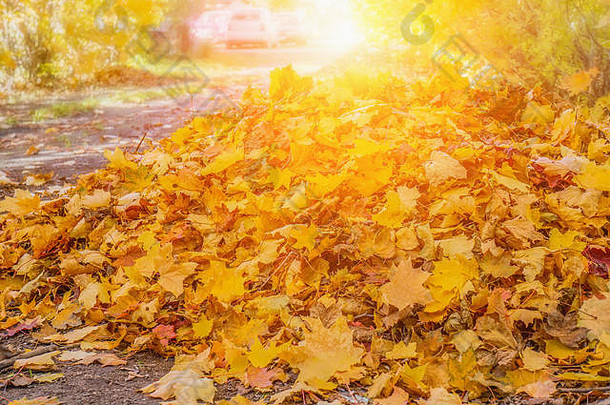 黄色的秋天颜色树叶分支黄色的叶子收集清洁路背景