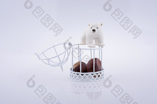 极地熊极地熊开放笼子里chesnut白色背景