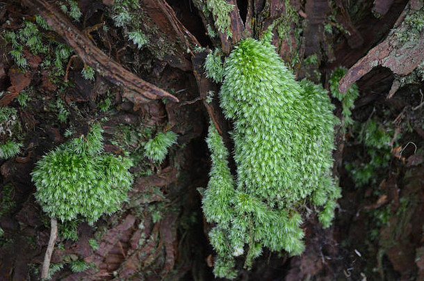 蕨类植物苔藓皮科高氏森林储备圣诞老人玛丽岛亚速尔