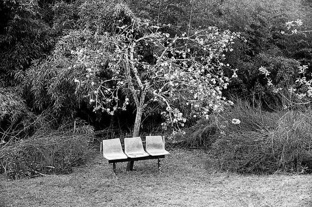 穿塑料椅子开花树lexos部分联合项目尖加隆奥克西塔尼法国春天